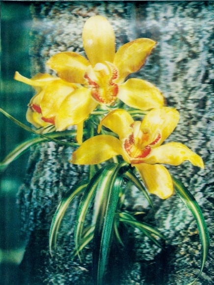 3 D Postcard Orchids, Orchids
