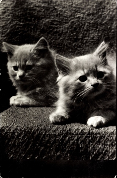 Postcard Two young cats, cat portrait, Nederlandsche Vereeniging tot Bescherming van Dieren