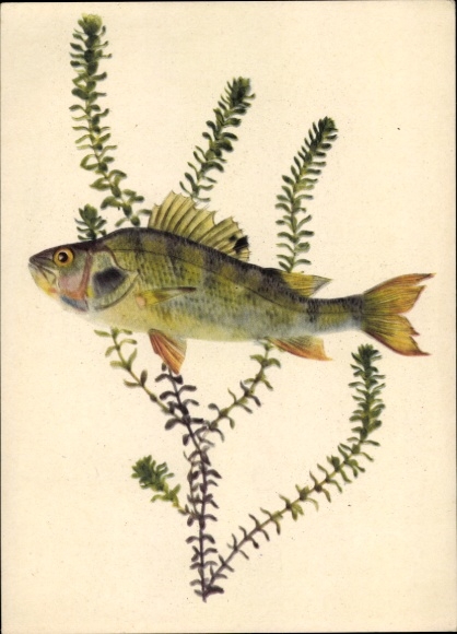 Postcard fish, perch