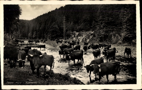 Postcard Tanne Oberharz am Brocken, herd of cows