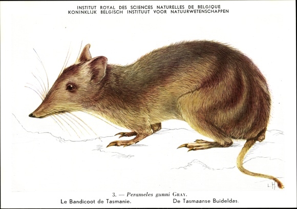 Postcard Perameles gunnii, Tasmanian bandicoot, Institut Royal des Sciences Naturelles Belgique