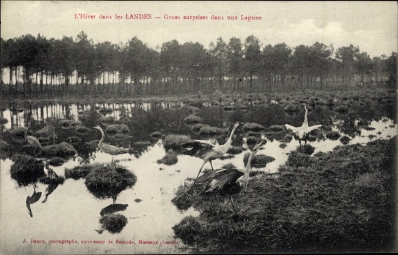 Postcard Landes, Winter, Surprise Cranes in a Lagoon, Kraniche