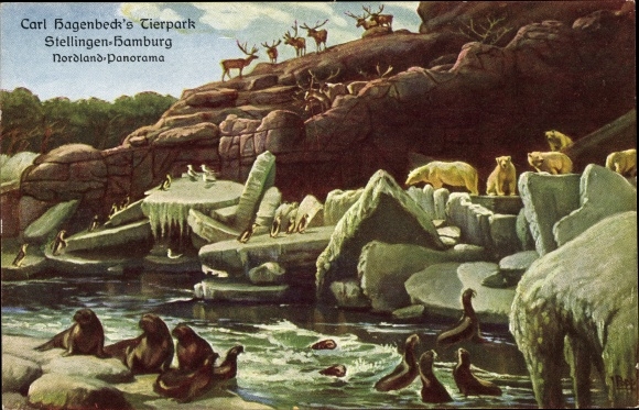 Postcard Hamburg Eimsbüttel Stellingen, Carl Hagenbeck's Zoo, Nordland Panorama, polar bears, seals