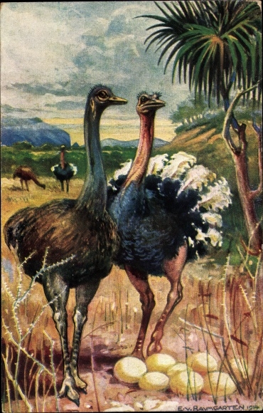 Artist PC Baumgarten, E. von, ostriches in South West Africa, ostrich eggs, German colonial areas