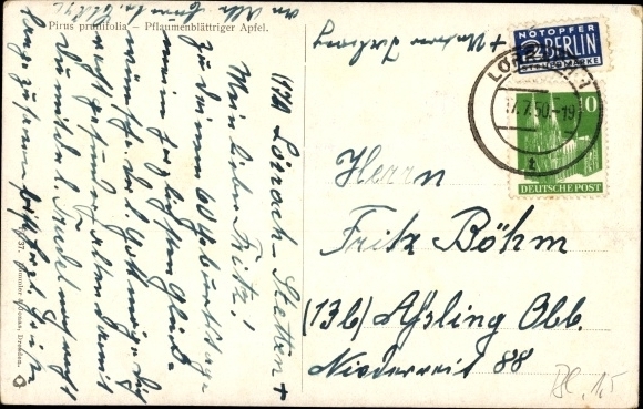 Postcard plum-leaved apple, flowers, bumblebee