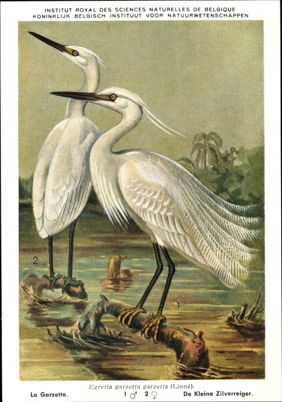 Artist PC Dupond, Egretta garzetta garzetta, silver heron