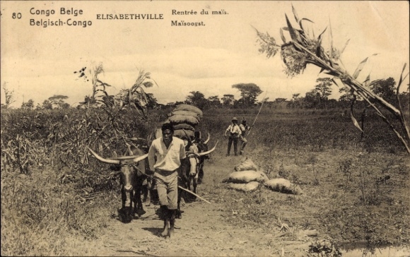 Ak Lubumbashi Elisabethville DR Kongo Zaire, Bauern mit Ochsen, Ernte von Mais, ländliche Umgebun