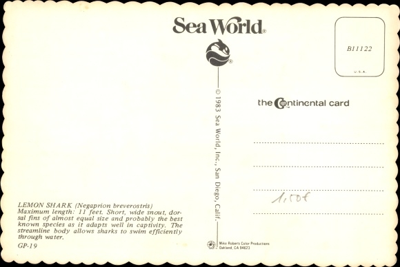 Postcard San Diego Kalifornien USA, Sea World, Lemon Shark, Negaprion breverostris, Hai