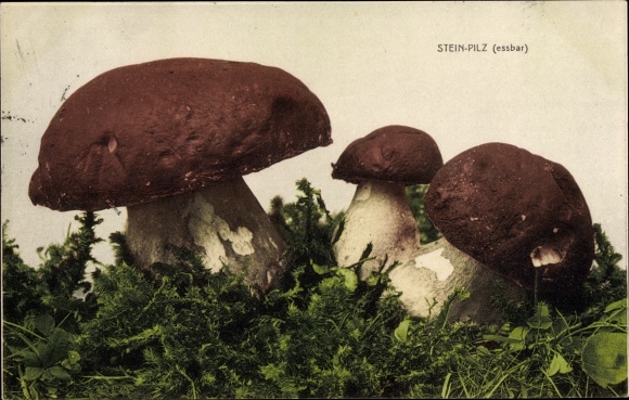 KP ceps, grzyby jadalne