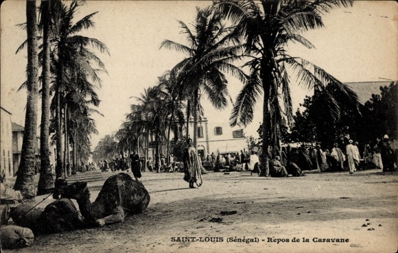 Postcard Saint Louis Senegal, rest of the caravan, palm trees, camel