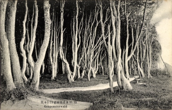 Postcard Heiligendamm Bad Doberan, edge of the ghost forest
