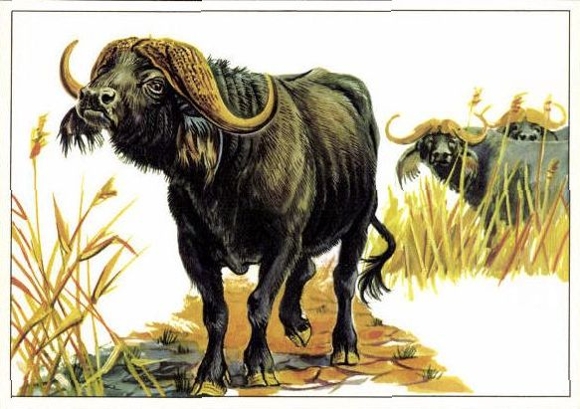 12 PCs in the envelope, African steppe animals, trading card series Bild und Heimat