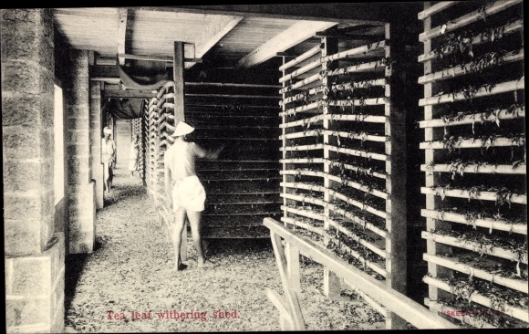 Postcard Sri Lanka Ceylon, tea, drying