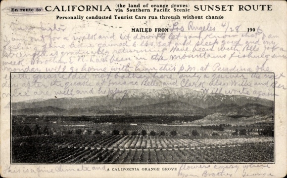 Ak California USA, sinaasappelboomgaarden in Californië