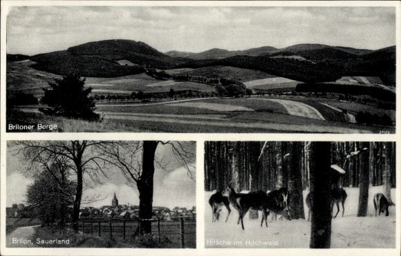 KP Brilon w Sauerland, góry Brilon, widok ogólny, jelenie w wysokim lesie