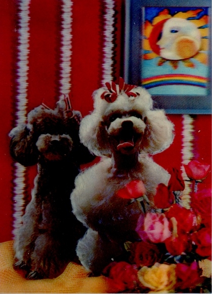 3D Ak Zwei Pudel, Hunde, Blumen, Kitsch