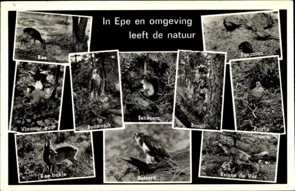 Postcard In Epe en omgeving leeft de natuur, Ree, Fazanten