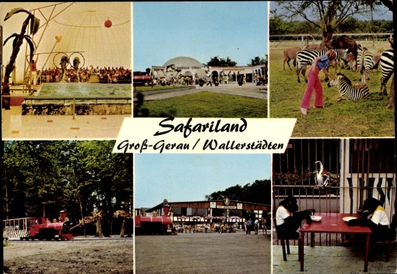 Postcard Wallerstädten Groß Gerau in Hessen, Safariland, zebras, chimpanzees, visitors