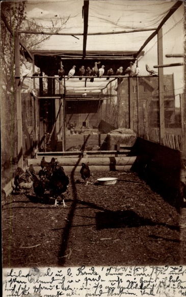 Photo Postcard Blankenburg am Harz, pigeon loft, chickens