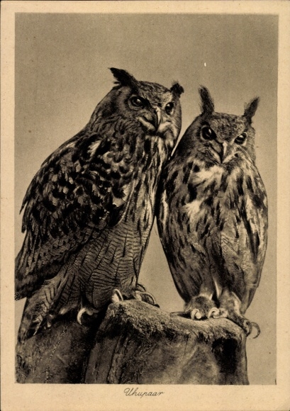 Postcard owls, eagle owl pair, female, male