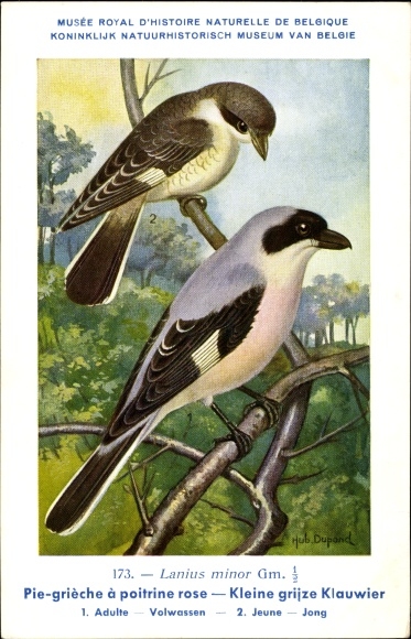 Artist PC Dupond, H., Lanius minor, Kleine grijze Klauwier No.173