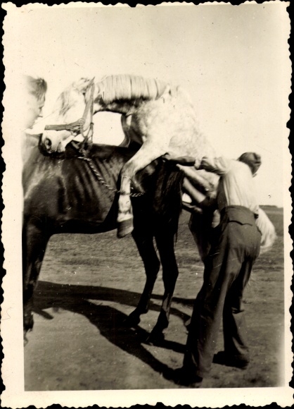 Photo Focșani Fokschan Romania, horse blankets, German Wehrmacht June 1942