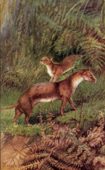 Artist Postcard Marten in the Forest