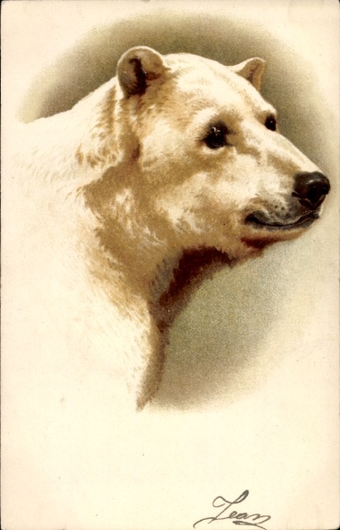 Chromo-Litho Polar Bear, portrait