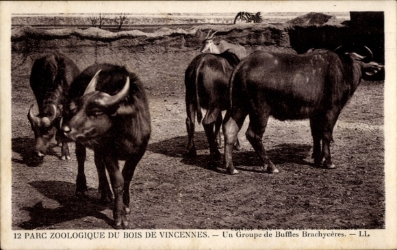 Ansichtkaart Parijs XII Bois de Vincennes, ansichtkaart, groep Brachyceres, dierentuin, Frankrijk