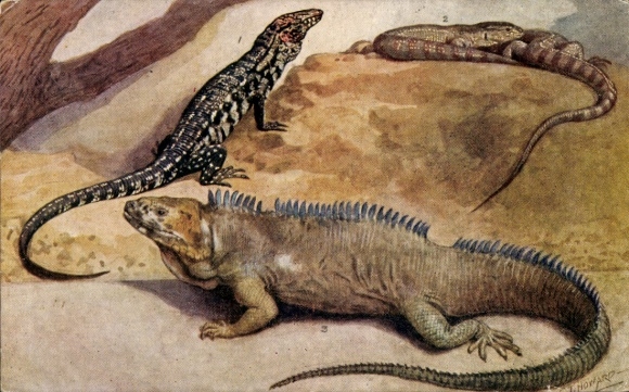 Artist Postcard Howard, Lizards, Teguexin, Monitors, Clouded Iguana