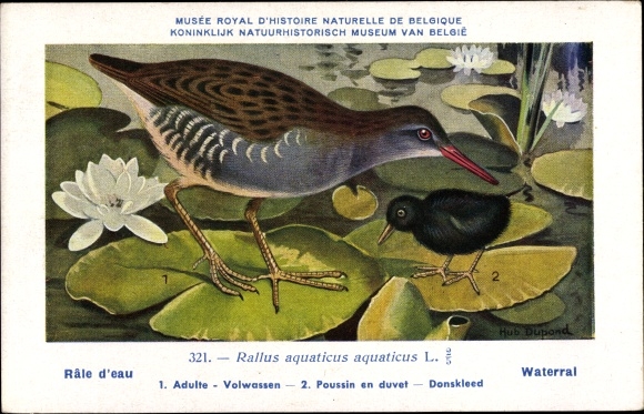Artist PC Dupond, Hub., Rate d&#39;eau, Waterral, No. 321