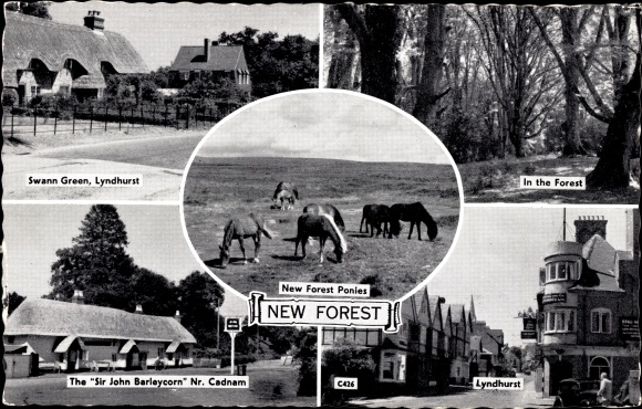 Postcard New Forest Hampshire England, ponies, Lyndhurst, Swann Green, forest