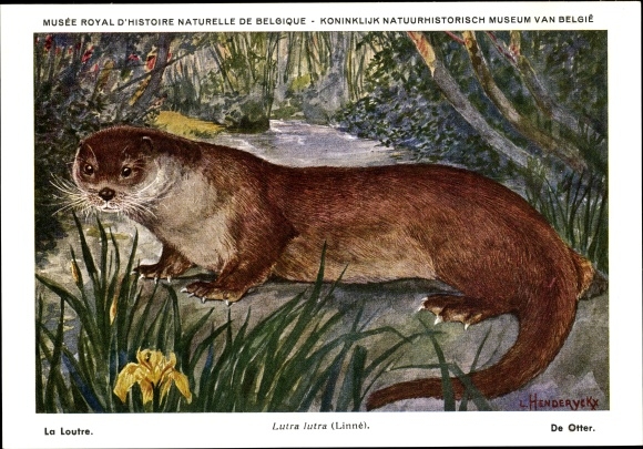 Artist PC Lutra lutra, Otter, Musée Royal D&#39;Histoire Naturelle de Belgique