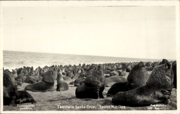 Ak Territorio Santa Cruz Patagonien Argentinien, Mähnenrobben an der Küste