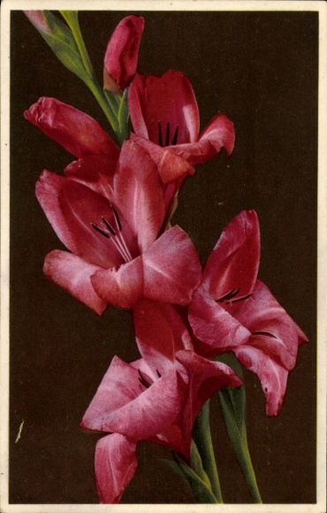 Postcard Gladiolus gandavensis, Gladiolus, Siegwurz