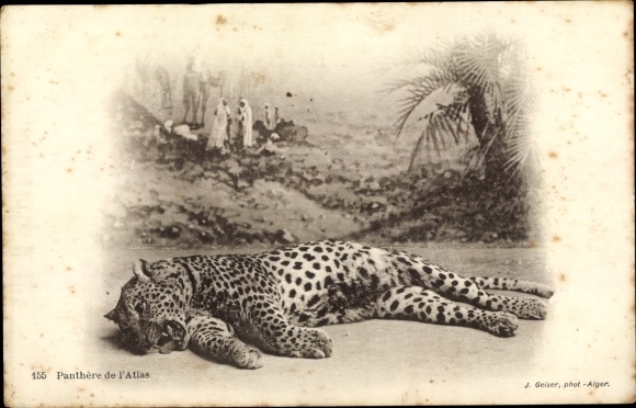 Postcard Panthere de l&#39;Atlas, Panther