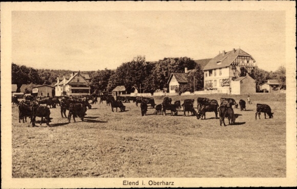 Ak Elend Oberharz am Brocken, Kuhweide, Fachwerkhaus