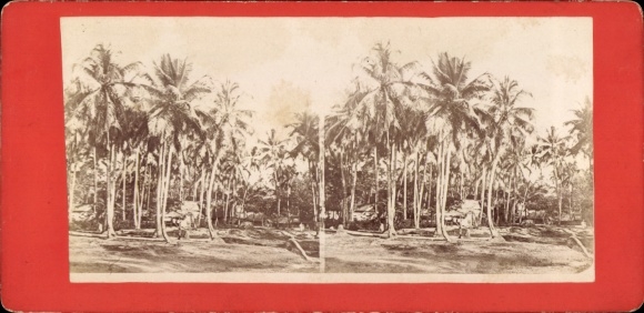 Stereo CdV Java Indonesia, coconut palms