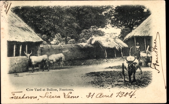 Ak Freetown Sierra Leone, Cow Yard at Bullom