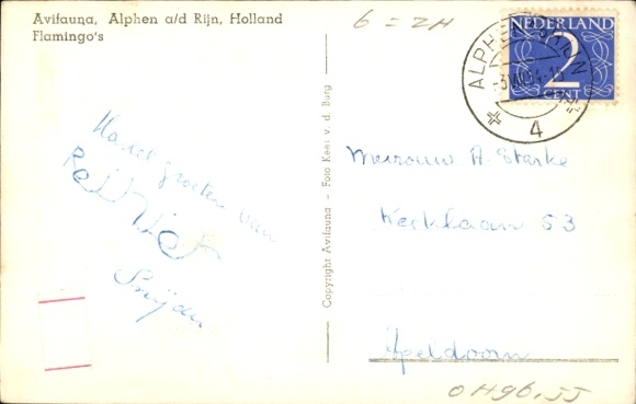 Postcard Alphen aan den Rijn South Holland, Avifauna bird park, flamingos