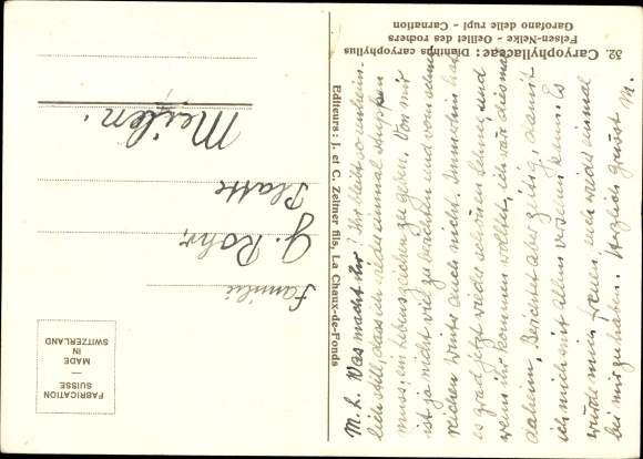 Artist Postcard Caryophyllaceae, Dianthus caryophyllus, Felsennelke