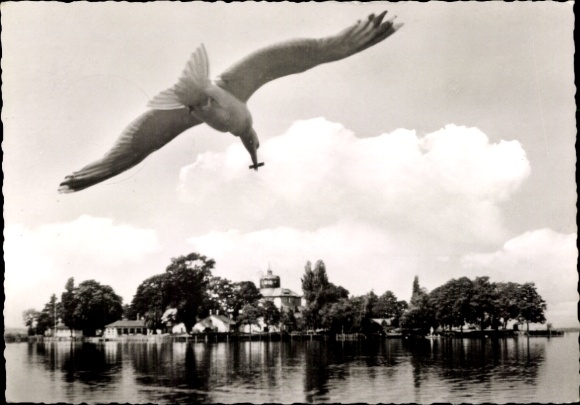 Postcard Steinhude Wunstorf in Lower Saxony, Wilhelmstein in the Steinhuder Meer, Seagull