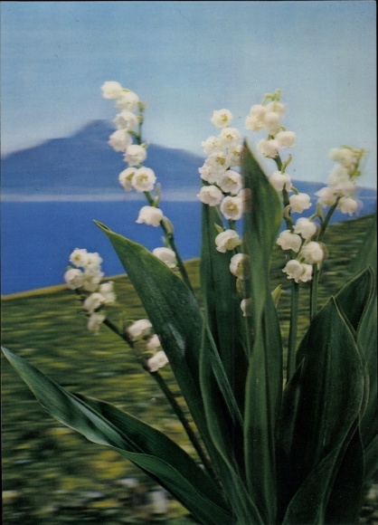 3 D Postcard Maybells, Lily of the Valley