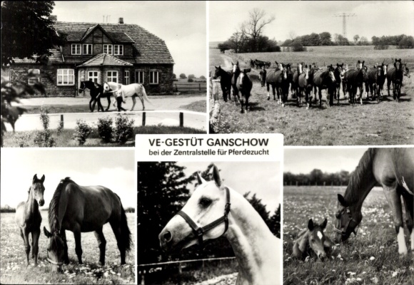 Postcard Ganschow Gutow in Mecklenburg, VE Stud Ganschow at the Central Office for Horse Breeding