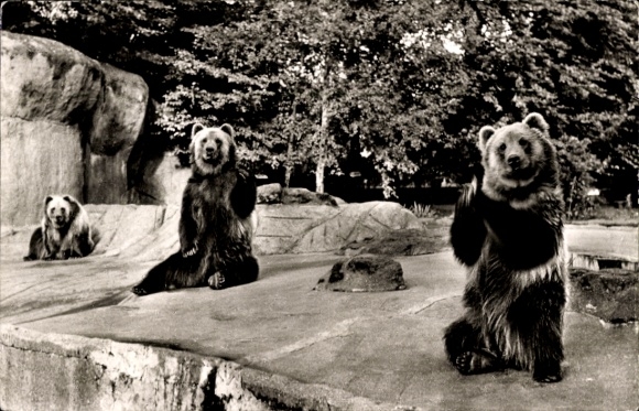 Postcard Hamburg Eimsbüttel Stellingen, Carl Hagenbecks Tierpark, Kodiak Bears