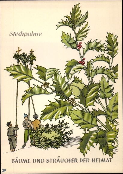 Postcard holly, trees and shrubs of the homeland, DJH Jugendherbergsgroschen