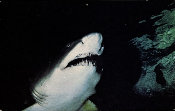 Postcard Boston Massachusetts USA, New England Aquarium, Central Wharf, Sand Tiger Shark, Hai