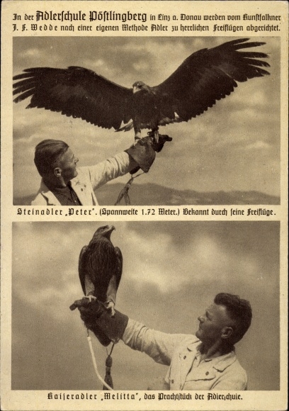 PC Linz in Upper Austria, Pöstlingberg eagle school, golden eagle Peter, imperial eagle Melitta