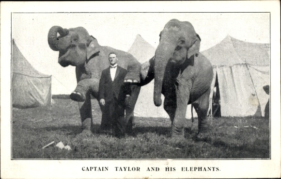 Ak Zirkus, Captain Taylor, Elefanten