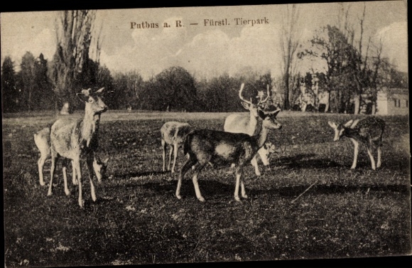 Postcard Putbus Rügen, Princely Zoo, Deer